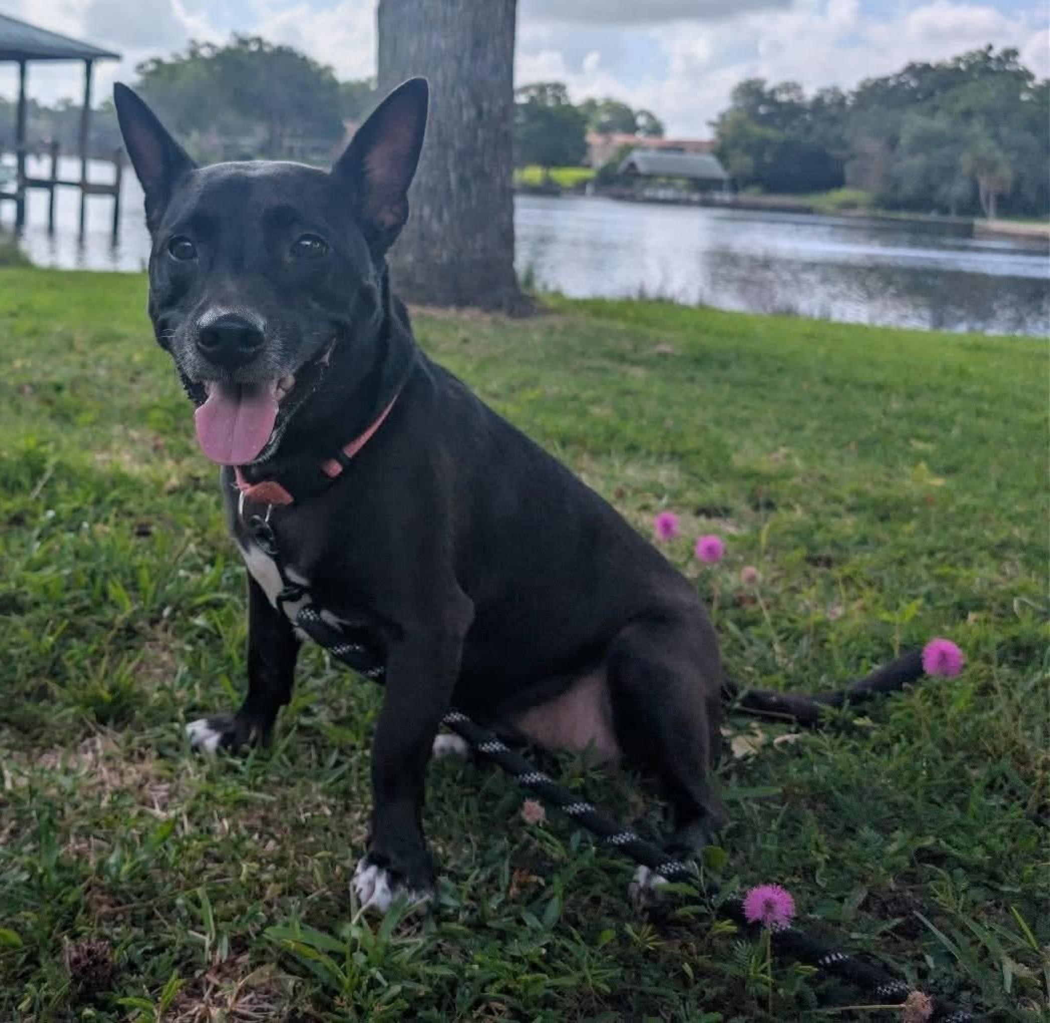 Enlarge Jupiter, a Adoptable Mixed Breed in Orange Park, FL image 4/5
