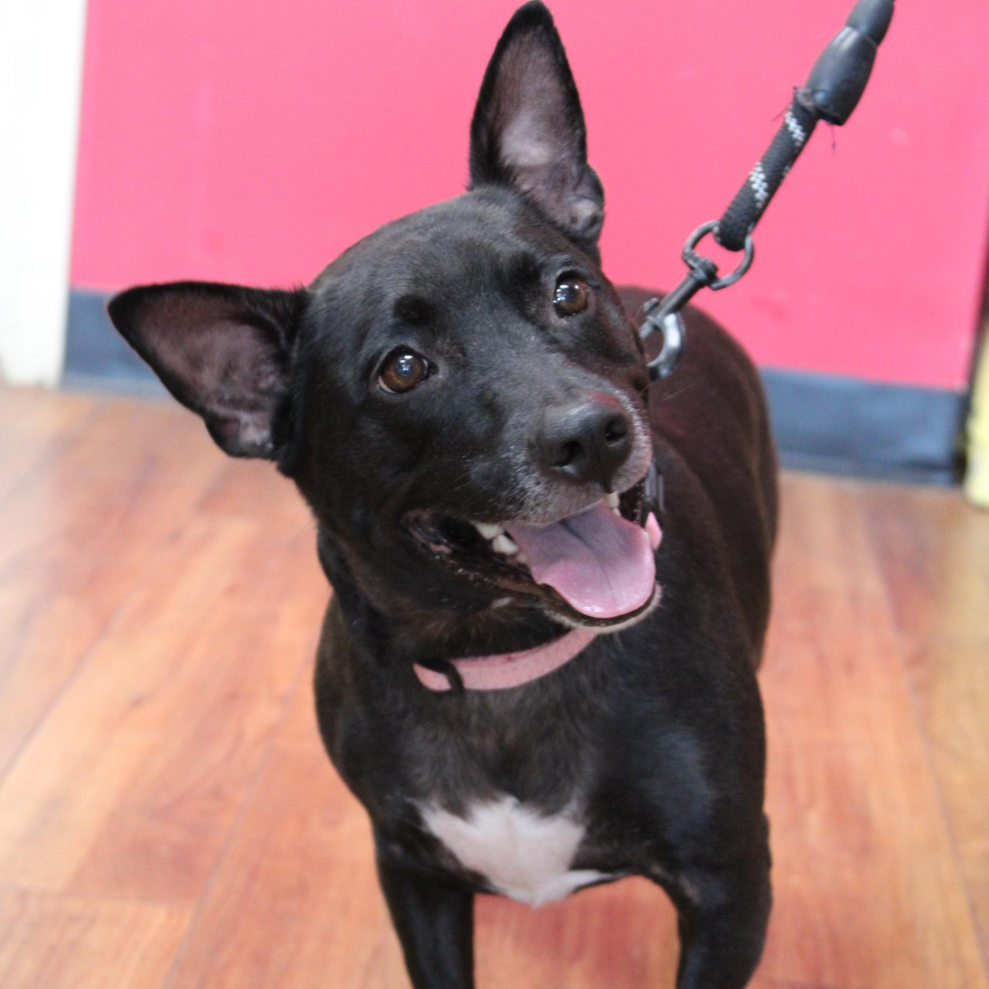 Enlarge Jupiter, a Adoptable Mixed Breed in Orange Park, FL image 2/5