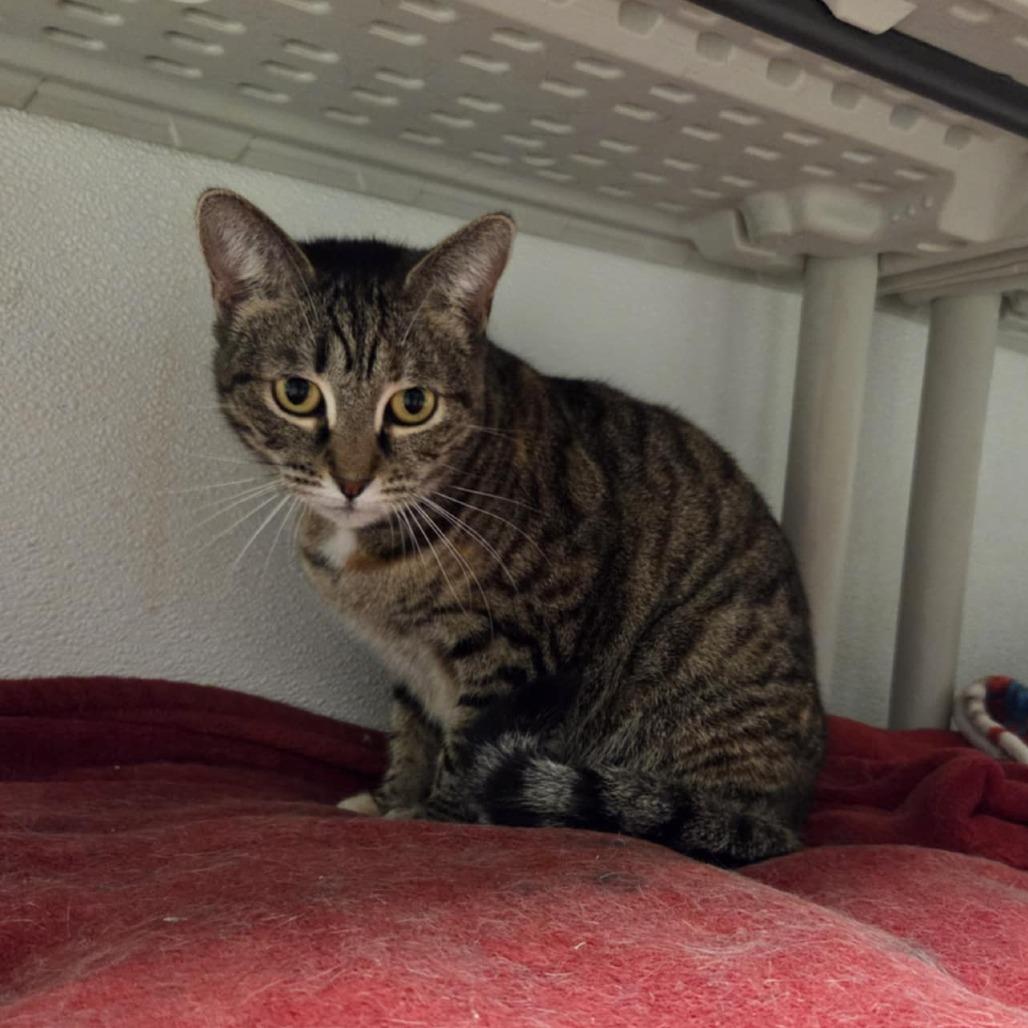 Juniper, Adoptable, Adult Female Domestic Short Hair.