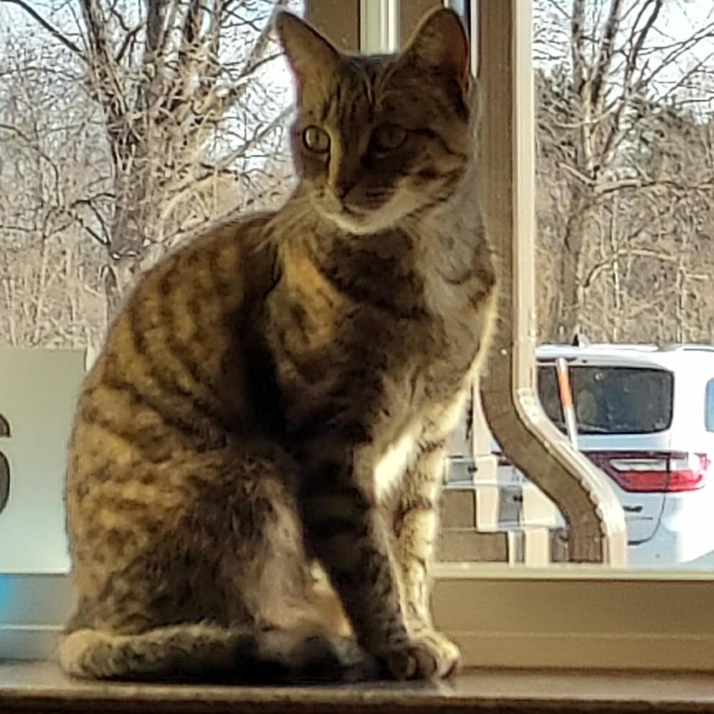 Juniper, Adoptable, Adult Female Domestic Short Hair.