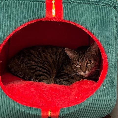 Juniper, a Adoptable Domestic Short Hair in Ballston Spa, NY image 1/2