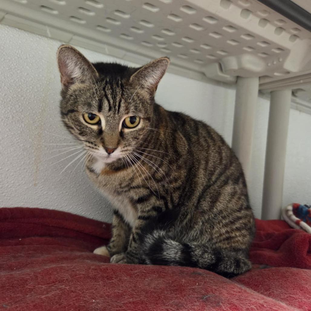 Juniper, a Adoptable Domestic Short Hair in Ballston Spa, NY image 3/3