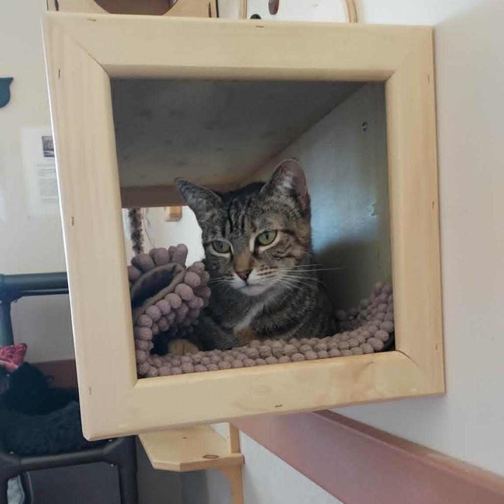 Juniper, a Adoptable Domestic Short Hair in Ballston Spa, NY image 3/4