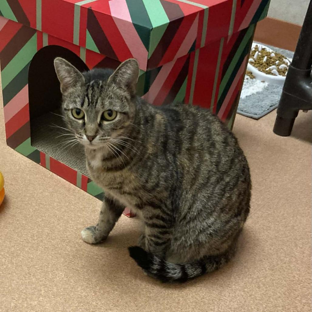 Juniper, a Adoptable Domestic Short Hair in Ballston Spa, NY image 2/2