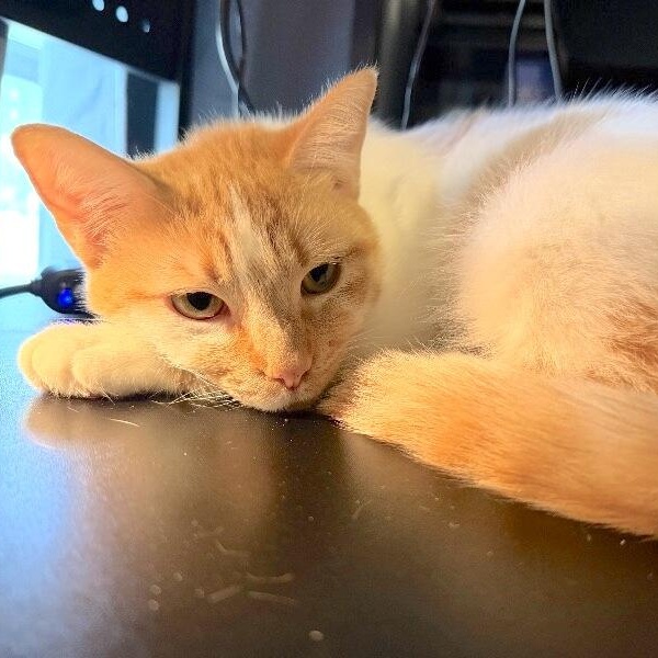 Sir George — thumbnail 4