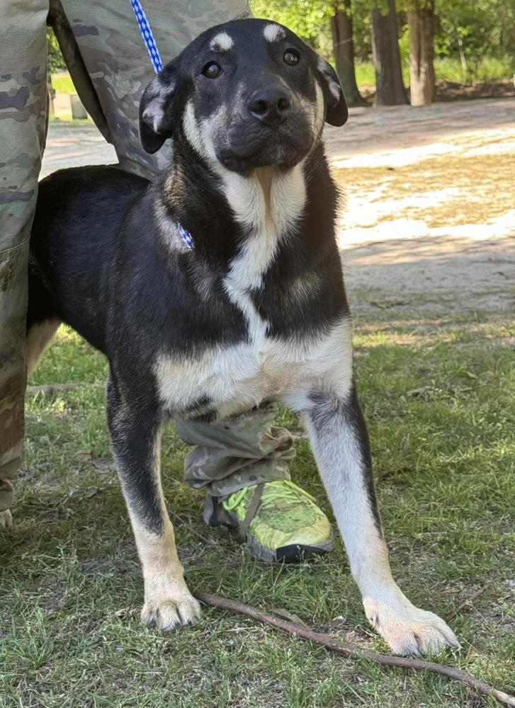 Enlarge Anderson, a Adopted mixed breed in Troy, AL image 2/2