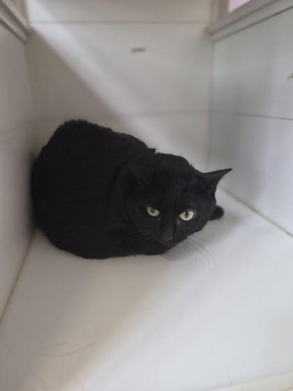 Monroe w/ Bentley, Adoptable, Senior Female Domestic Short Hair & Domestic Short Hair.