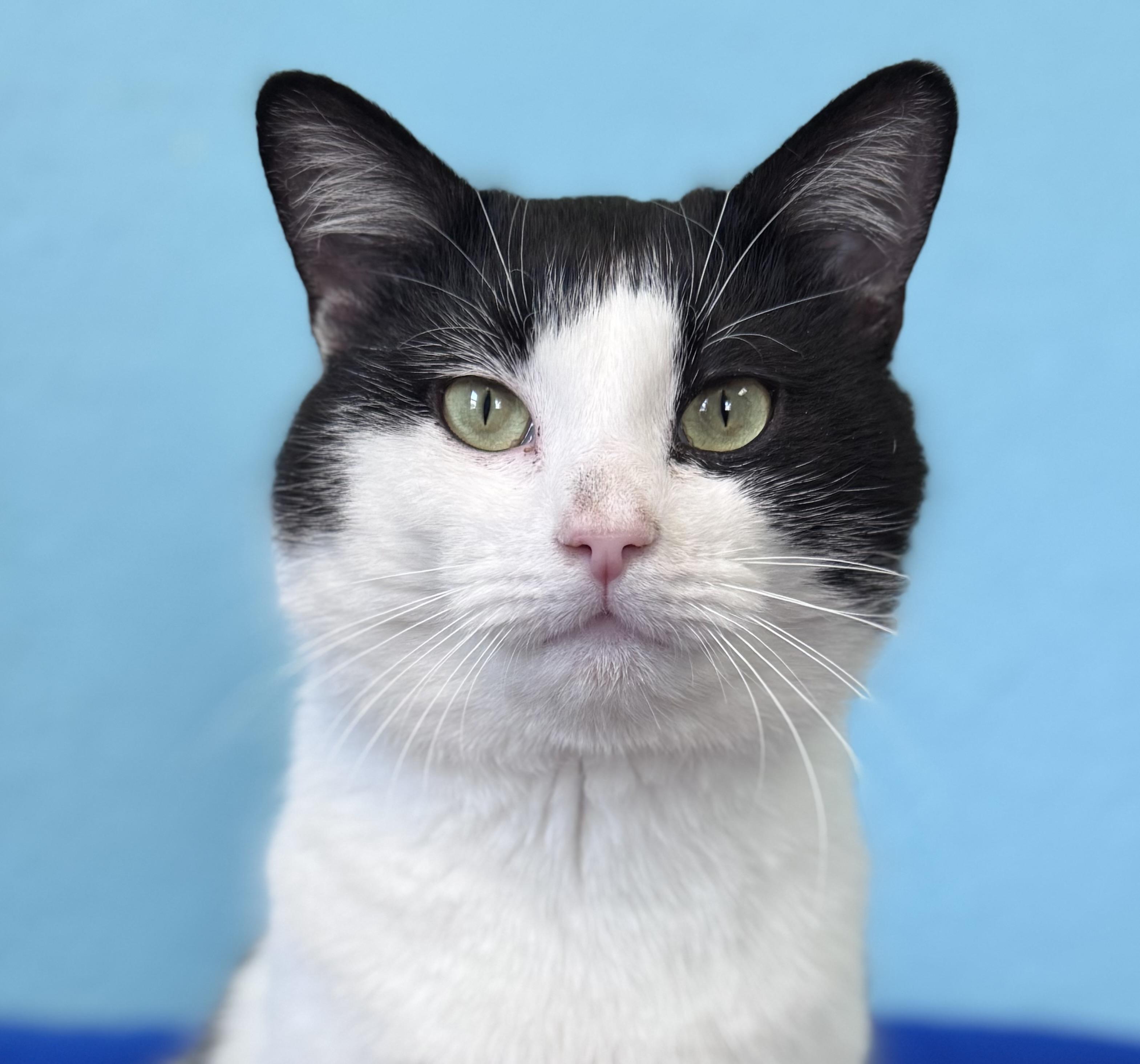 Enlarge Draco Adult Male Black & White, a ADOPTABLE Domestic Short Hair in Monroe, NC image 2/4