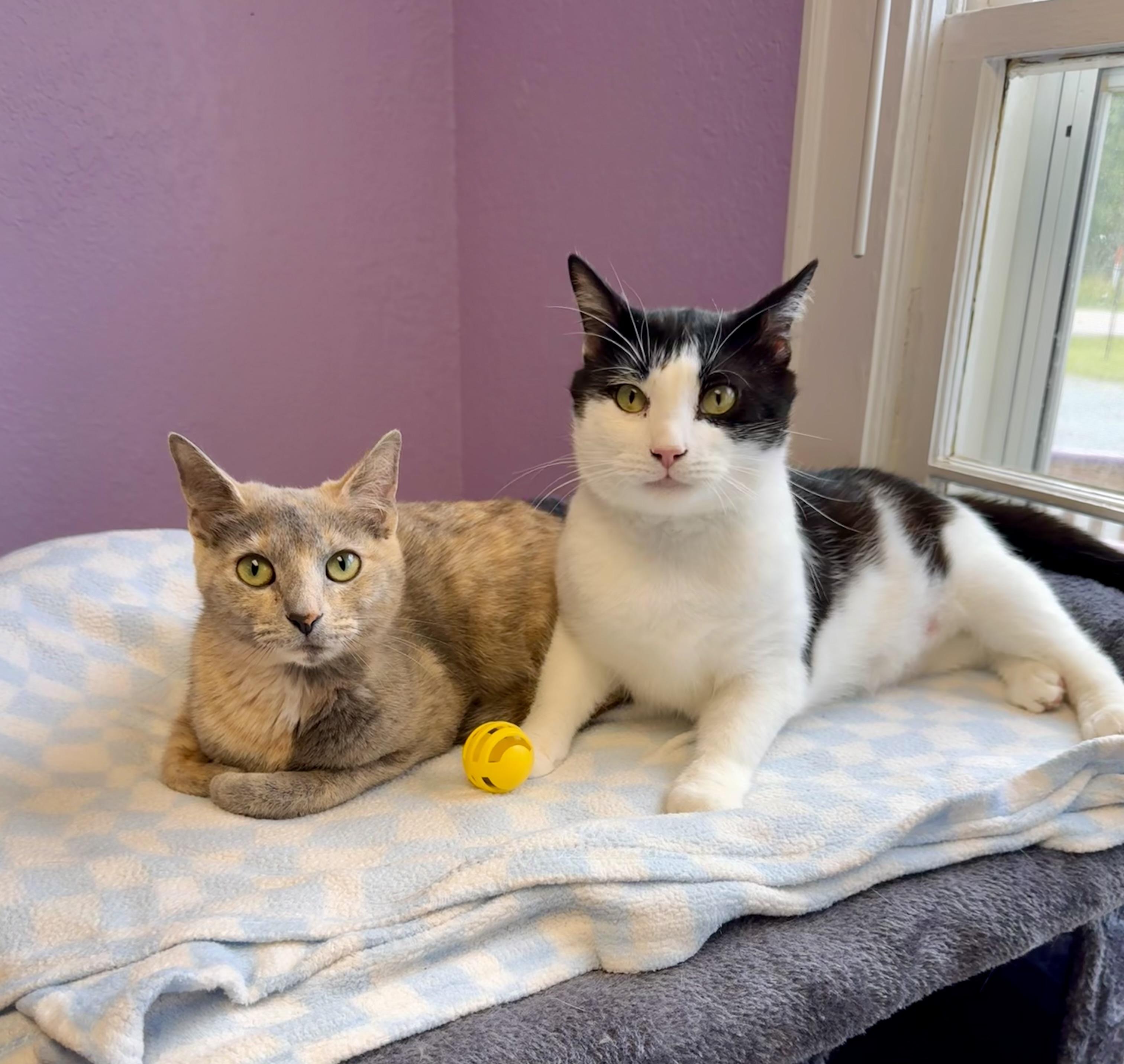 Enlarge Draco Adult Male Black & White, a ADOPTABLE Domestic Short Hair in Monroe, NC image 3/4
