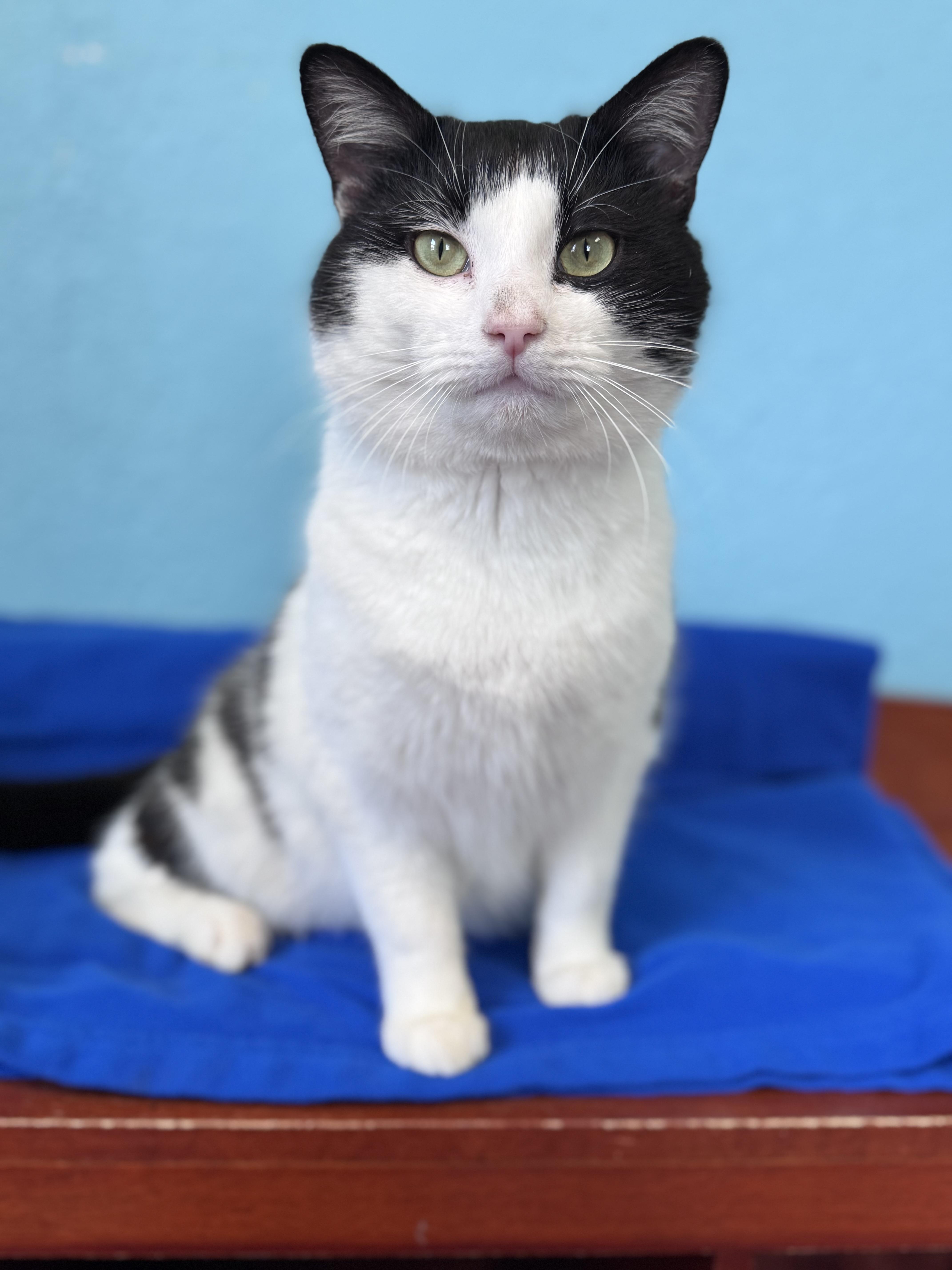Enlarge Draco Adult Male Black & White, a ADOPTABLE Domestic Short Hair in Monroe, NC image 4/4