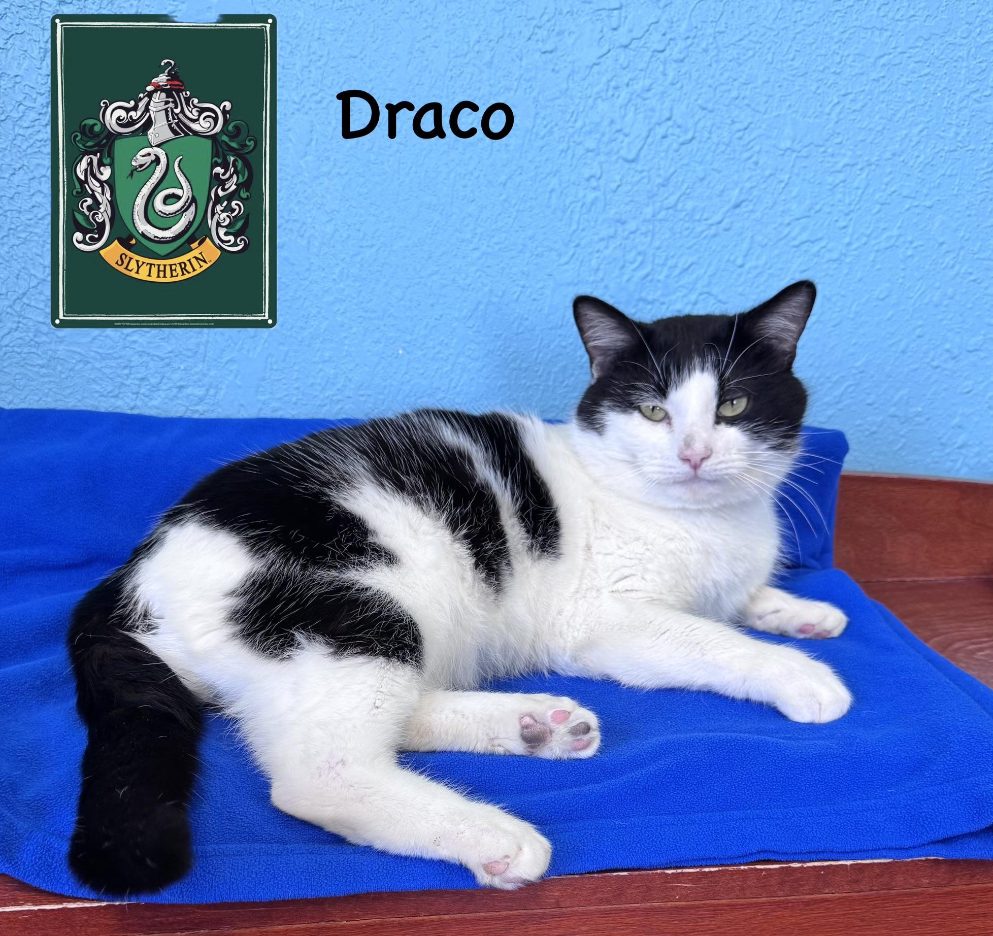 Enlarge Draco Adult Male Black & White, a ADOPTABLE Domestic Short Hair in Monroe, NC image 1/4