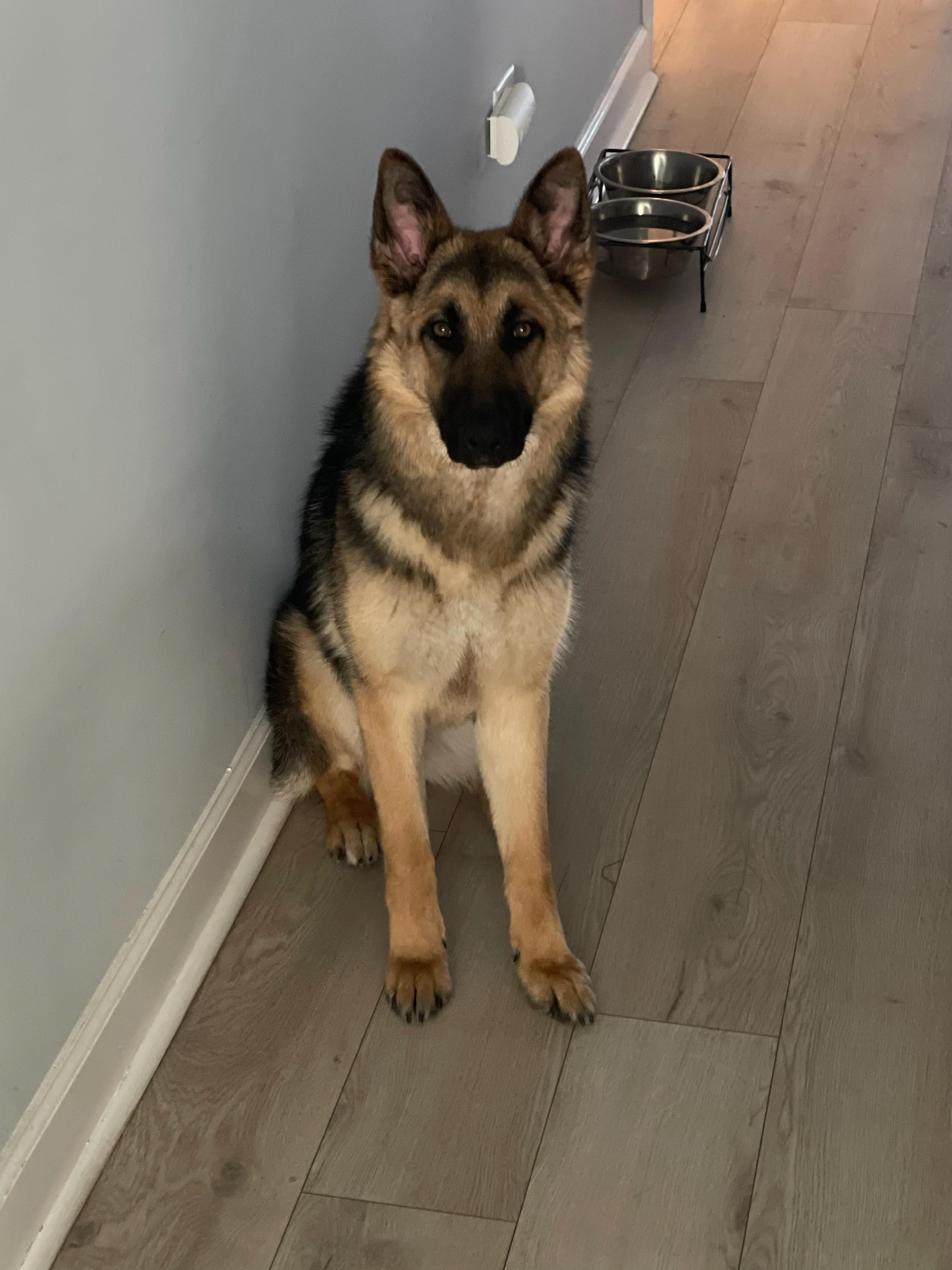 ALPHA AND BELLA, ADOPTABLE, Adult Female German Shepherd Dog.