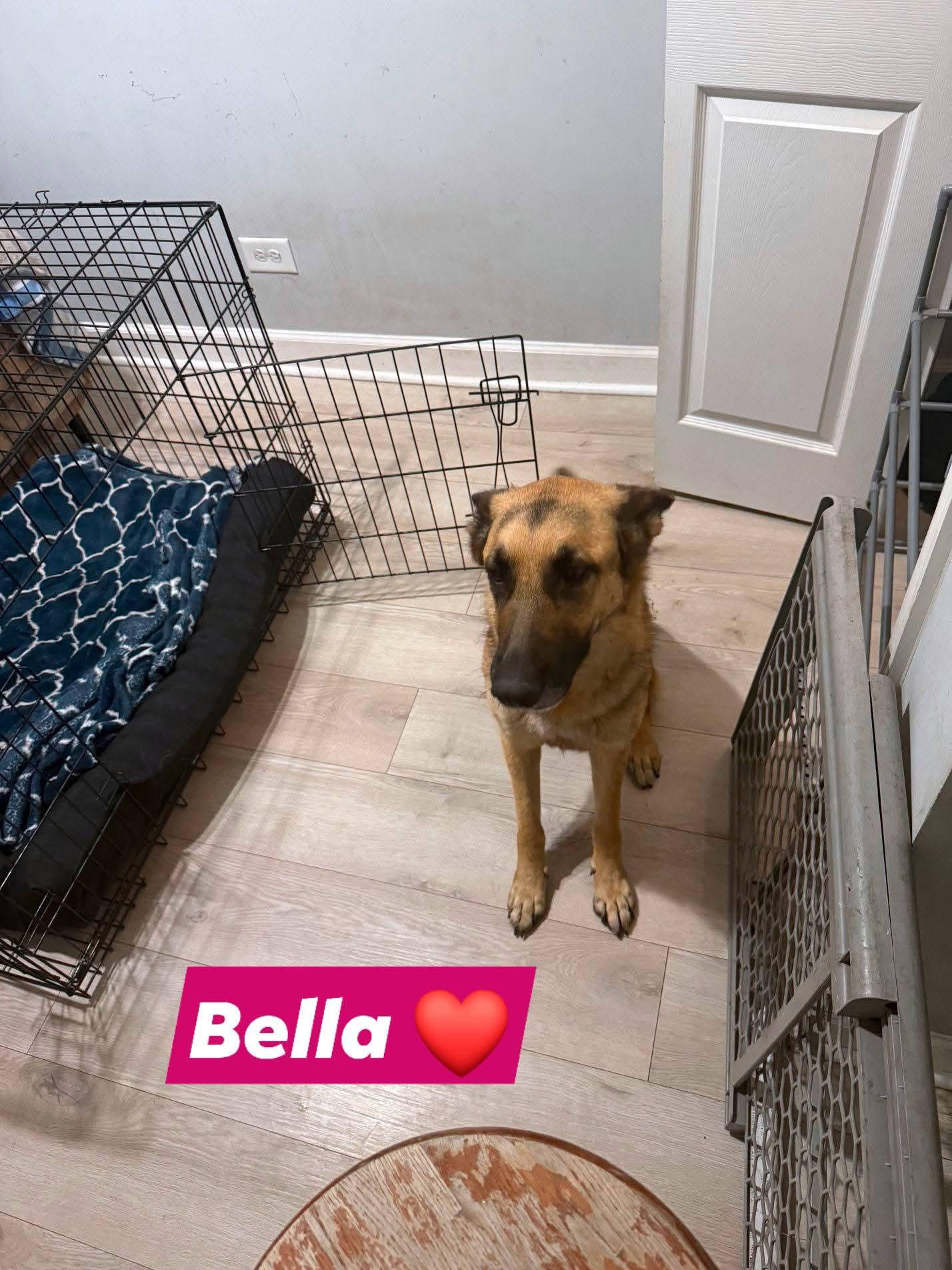 ALPHA AND BELLA, a ADOPTABLE German Shepherd Dog in Lake in the hills, IL image 2/6