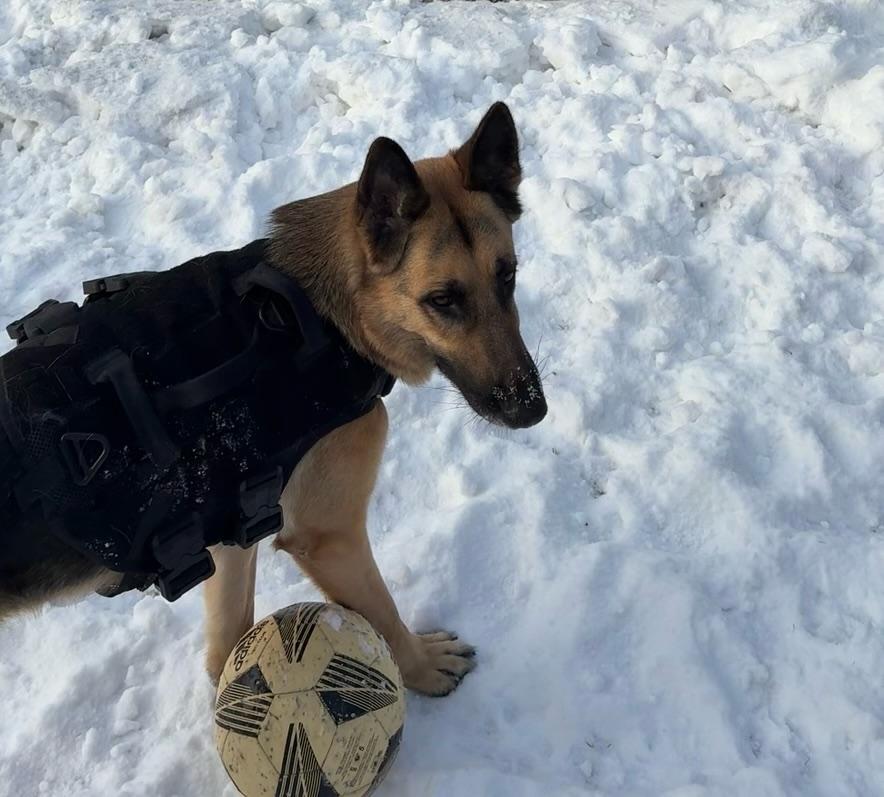 ALPHA AND BELLA, a ADOPTABLE German Shepherd Dog in Lake in the hills, IL image 3/6