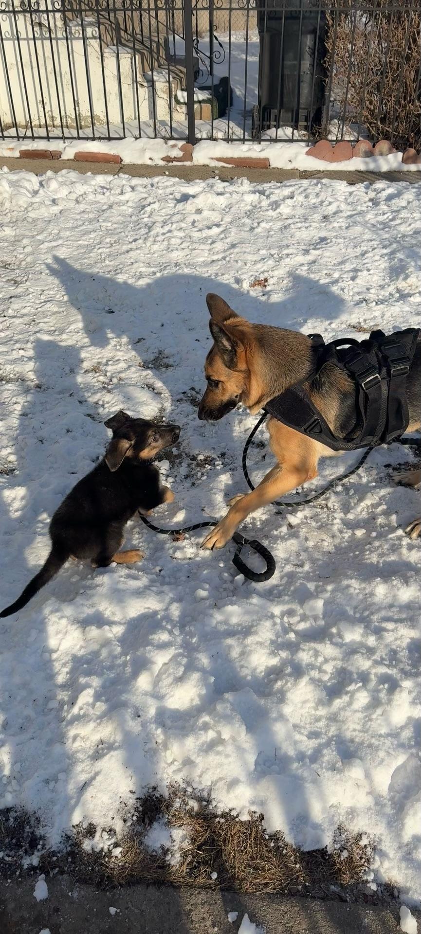 ALPHA AND BELLA, a ADOPTABLE German Shepherd Dog in Lake in the hills, IL image 4/6