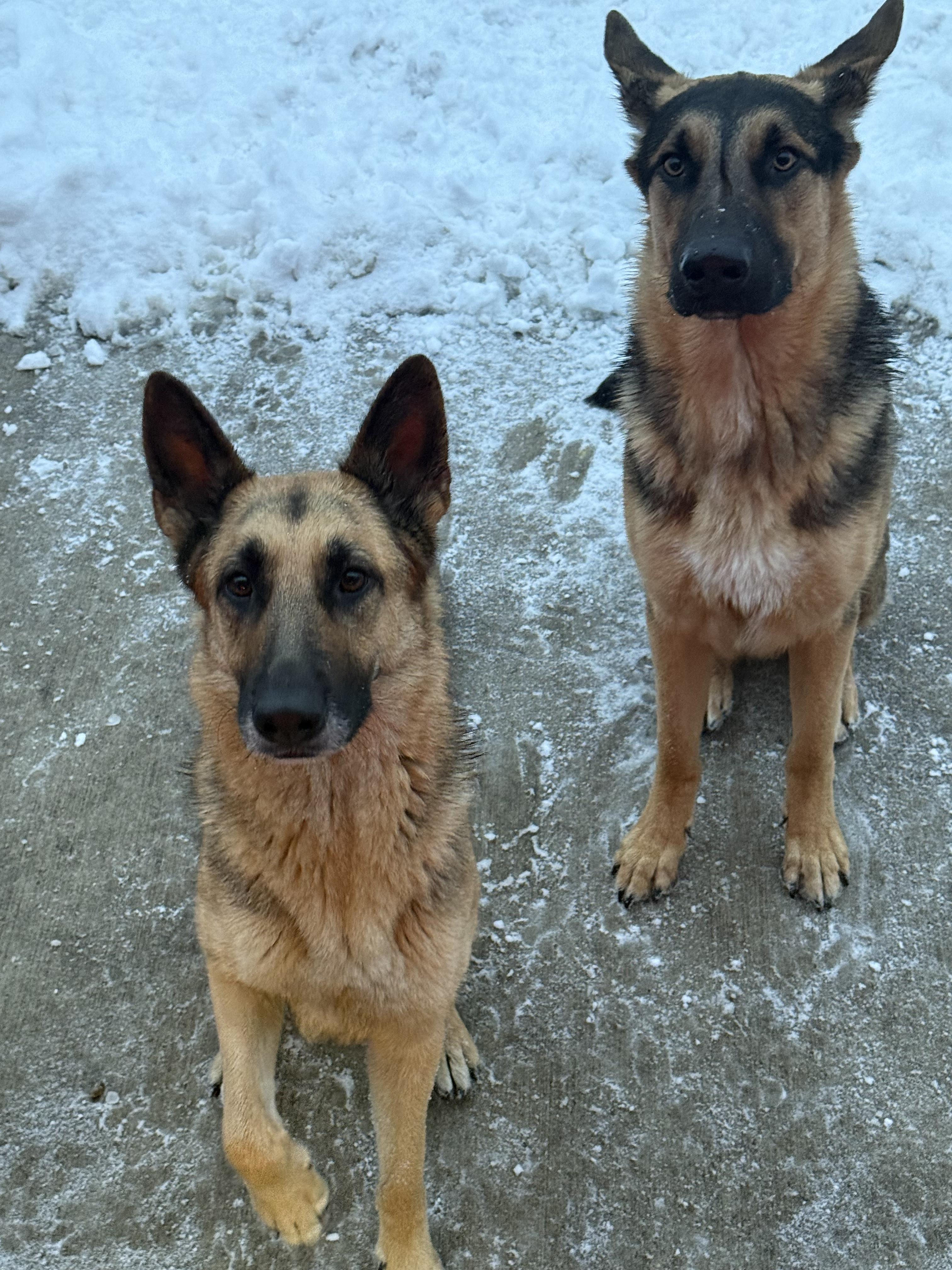 ALPHA AND BELLA, a ADOPTABLE German Shepherd Dog in Lake in the hills, IL image 5/6