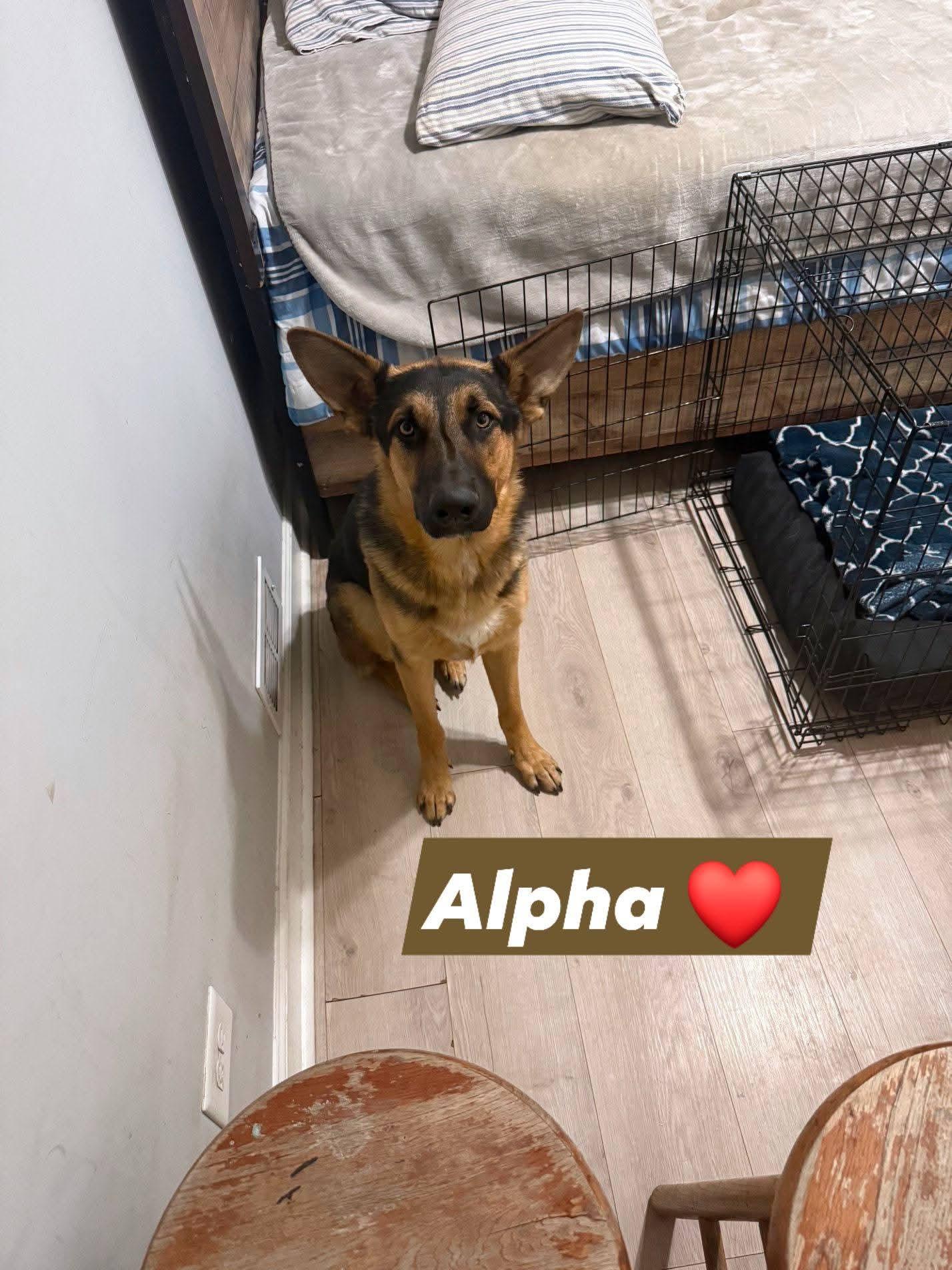 ALPHA AND BELLA, a ADOPTABLE German Shepherd Dog in Lake in the hills, IL image 6/6