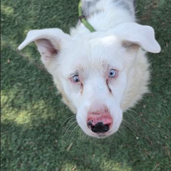 Milo, Adoptable, Senior Male Cardigan Welsh Corgi & Mixed Breed.