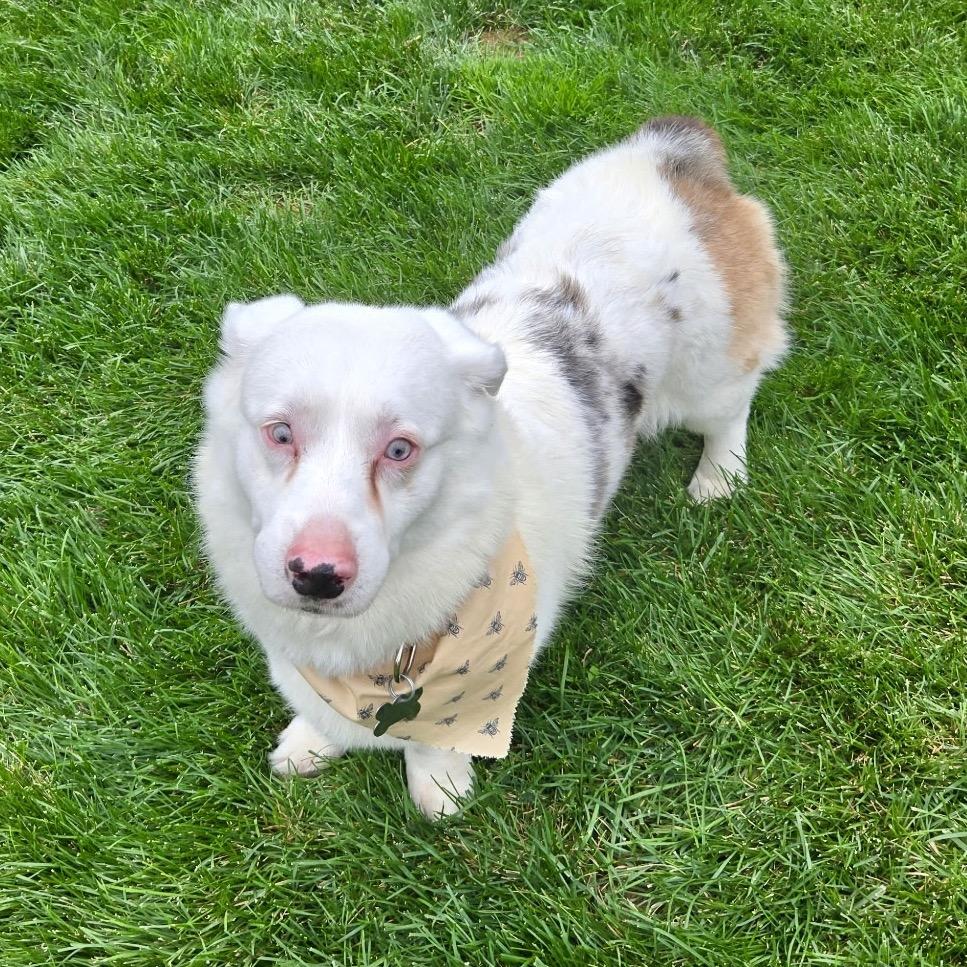 Enlarge Milo, a Adoptable mixed breed in Fort Collins, CO image 2/6