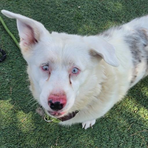 Enlarge Milo, a Adoptable mixed breed in Fort Collins, CO image 3/6