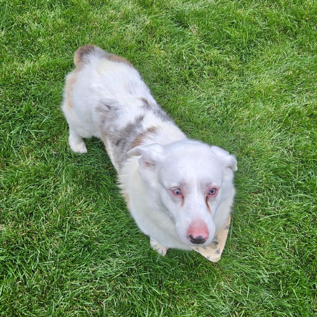Enlarge Milo, a Adoptable mixed breed in Fort Collins, CO image 4/6