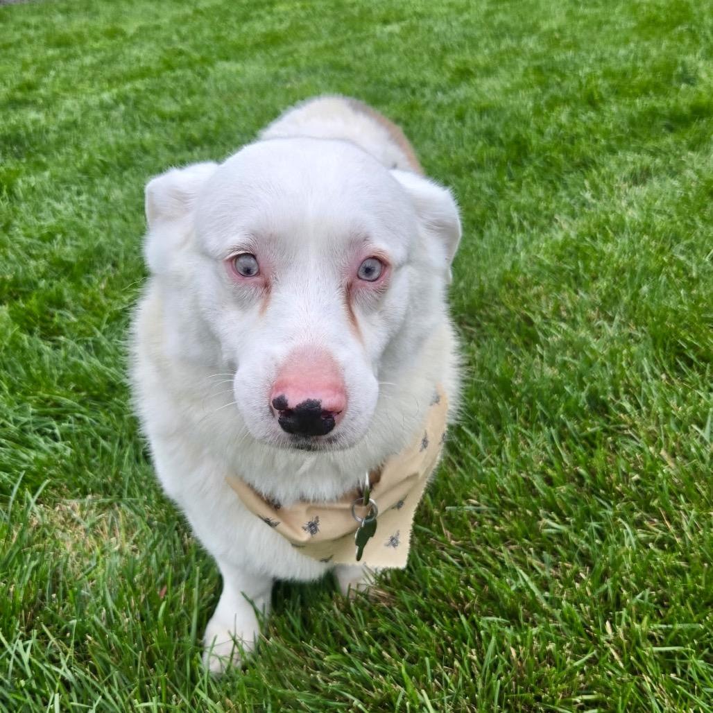 Enlarge Milo, a Adoptable mixed breed in Fort Collins, CO image 5/6