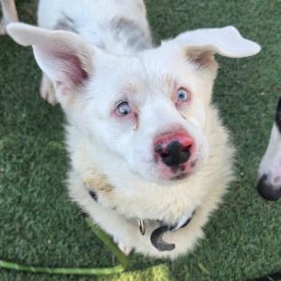 Enlarge Milo, a Adoptable mixed breed in Fort Collins, CO image 6/6