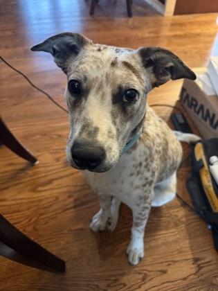 Enlarge Scout, a Adoptable mixed breed in Morton Grove, IL image 1/3