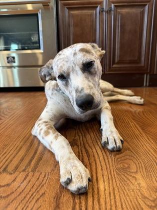 Enlarge Scout, a Adoptable mixed breed in Morton Grove, IL image 2/3
