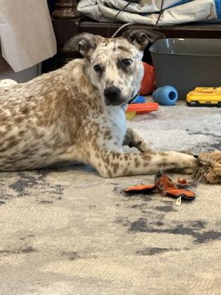 Enlarge Scout, a Adoptable mixed breed in Morton Grove, IL image 3/3