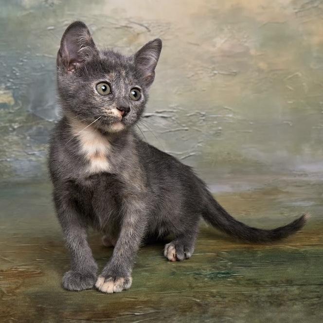 Enlarge Kiwi - Quiet Little Observer, a Adopted mixed breed in League City, TX image 3/3