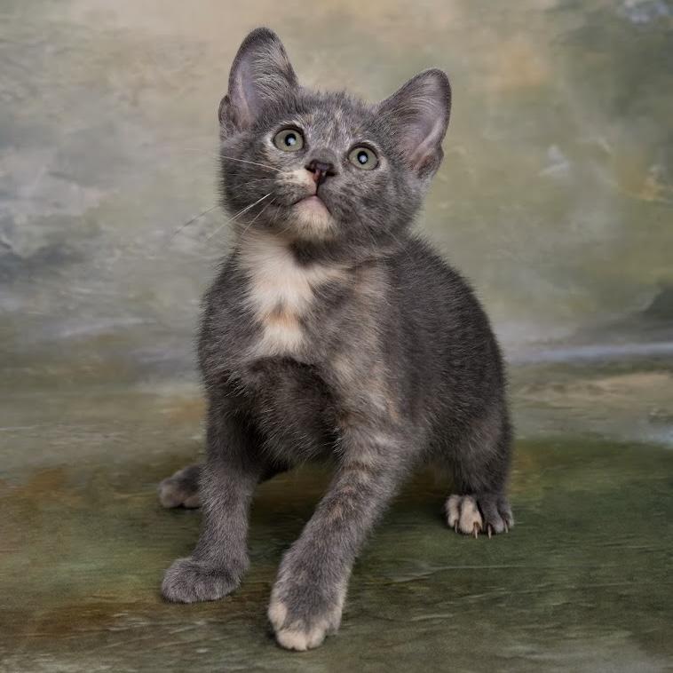 Enlarge Kiwi - Quiet Little Observer, a Adopted mixed breed in League City, TX image 2/3