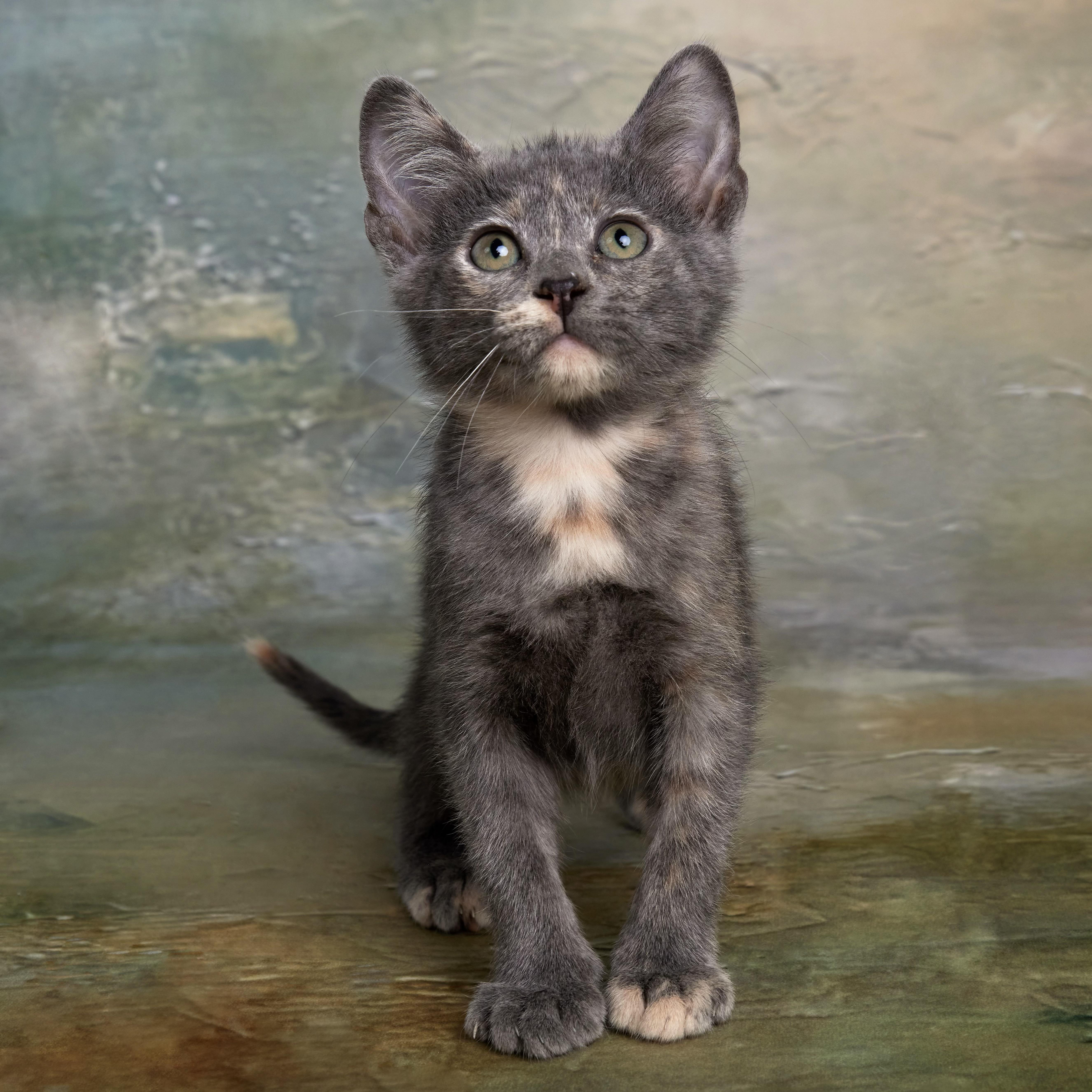 Kiwi - Quiet Little Observer, Adopted, Kitten Female Dilute Tortoiseshell & Domestic Short Hair.