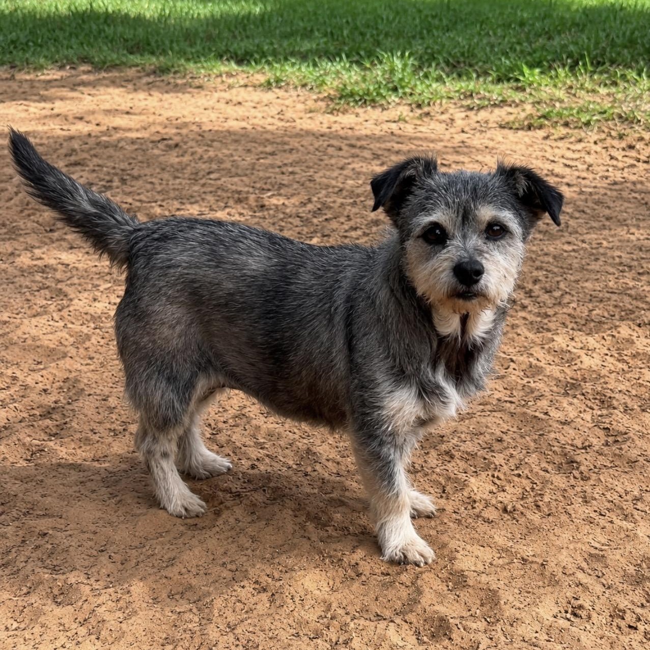 Honey, a ADOPTABLE mixed breed in Pelham, NH image 3/6