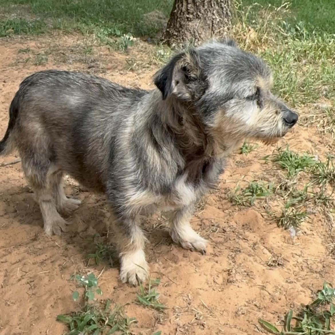 Honey, a ADOPTABLE mixed breed in Pelham, NH image 5/6