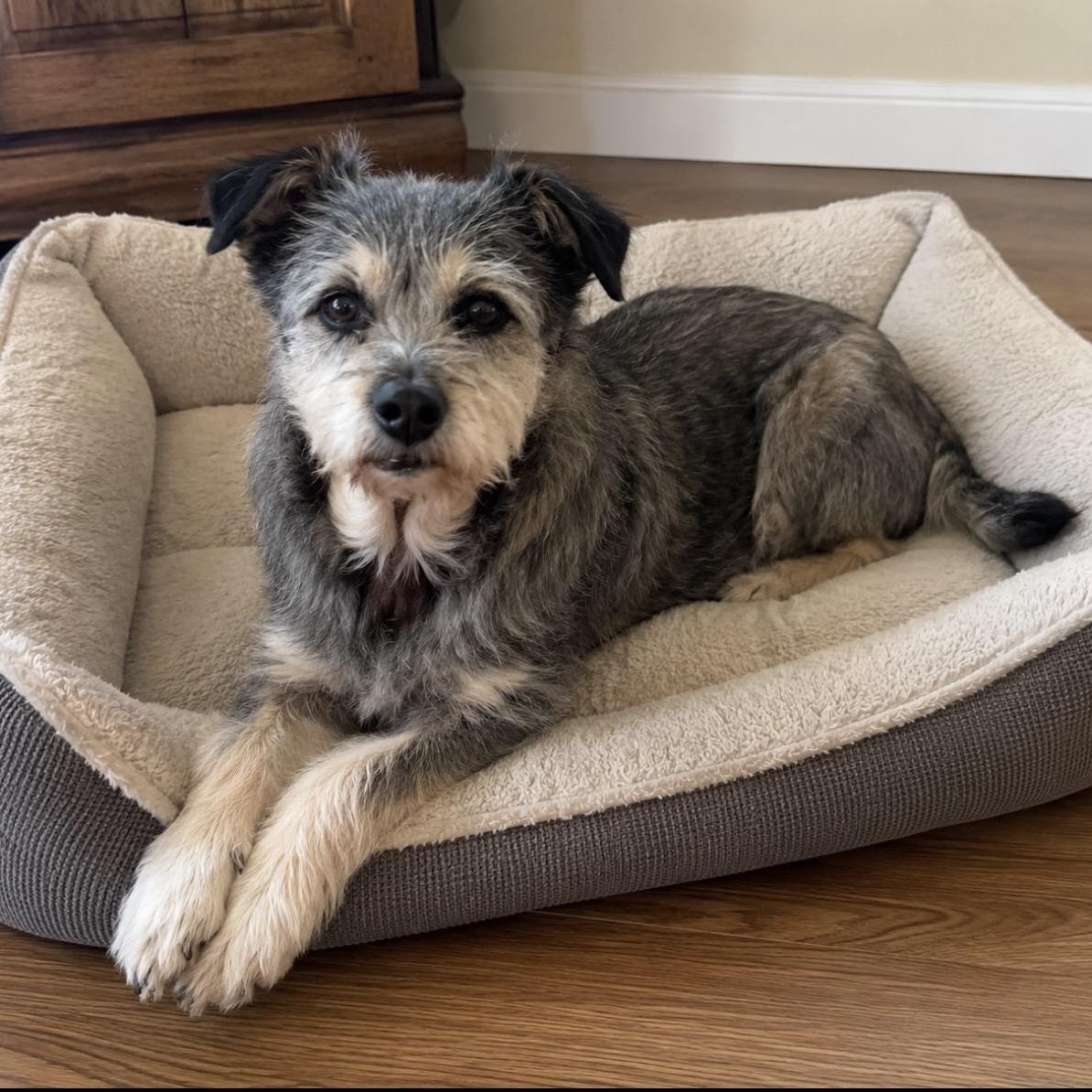 Honey, ADOPTABLE, Senior Female Terrier & Mixed Breed.
