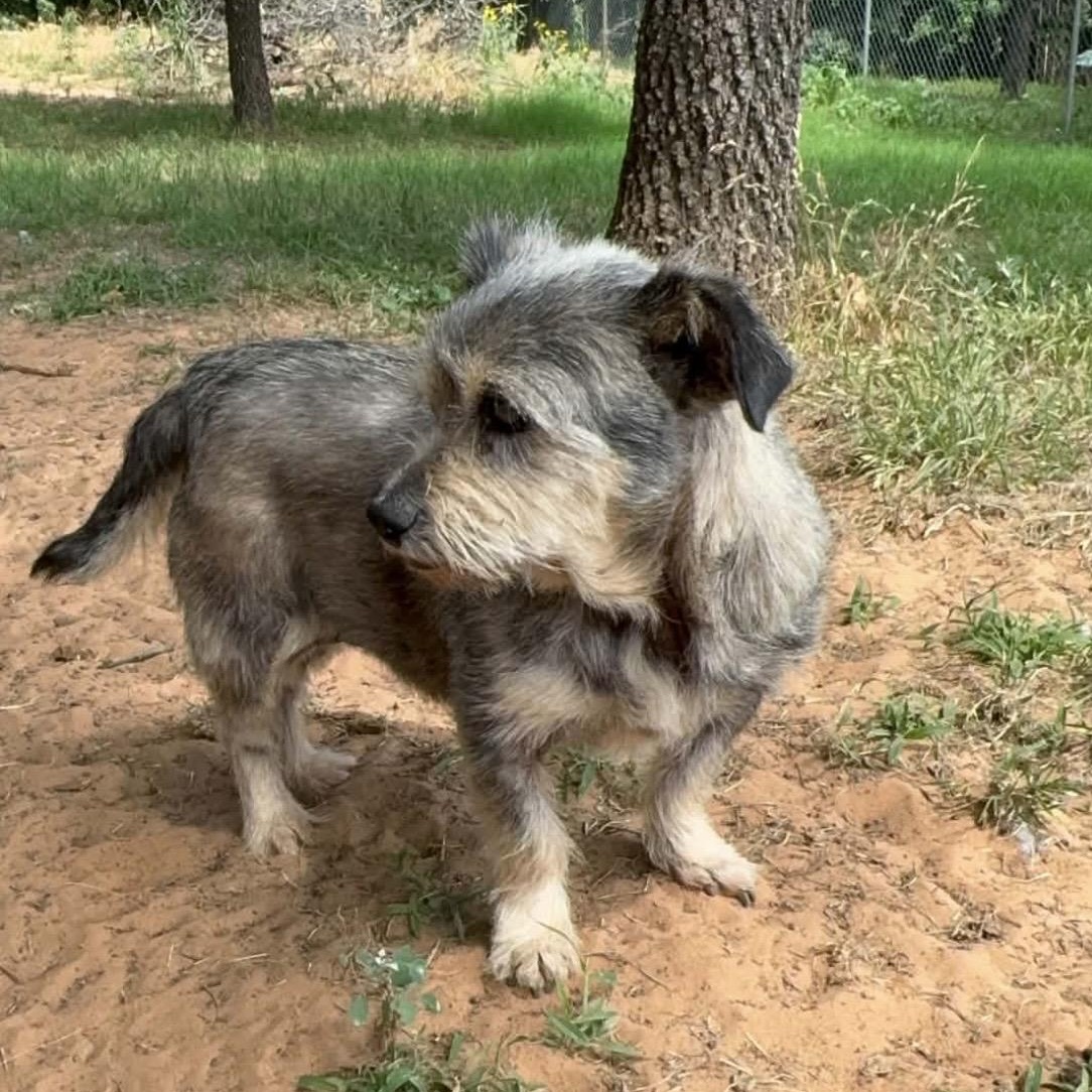 Honey, a ADOPTABLE mixed breed in Pelham, NH image 2/6