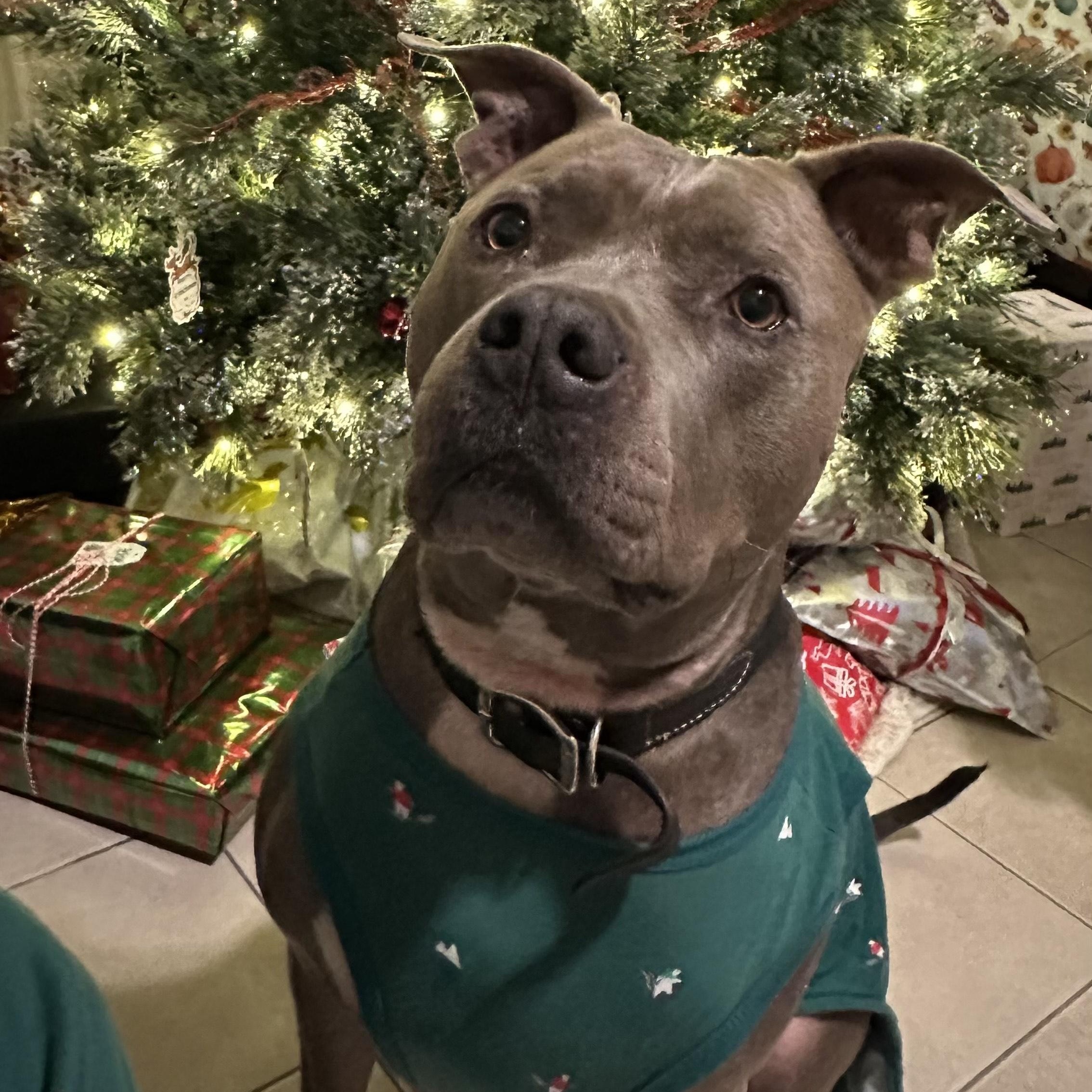 Enlarge Zeus, a Adoptable Pit Bull Terrier in Santa Cruz, CA image 3/5