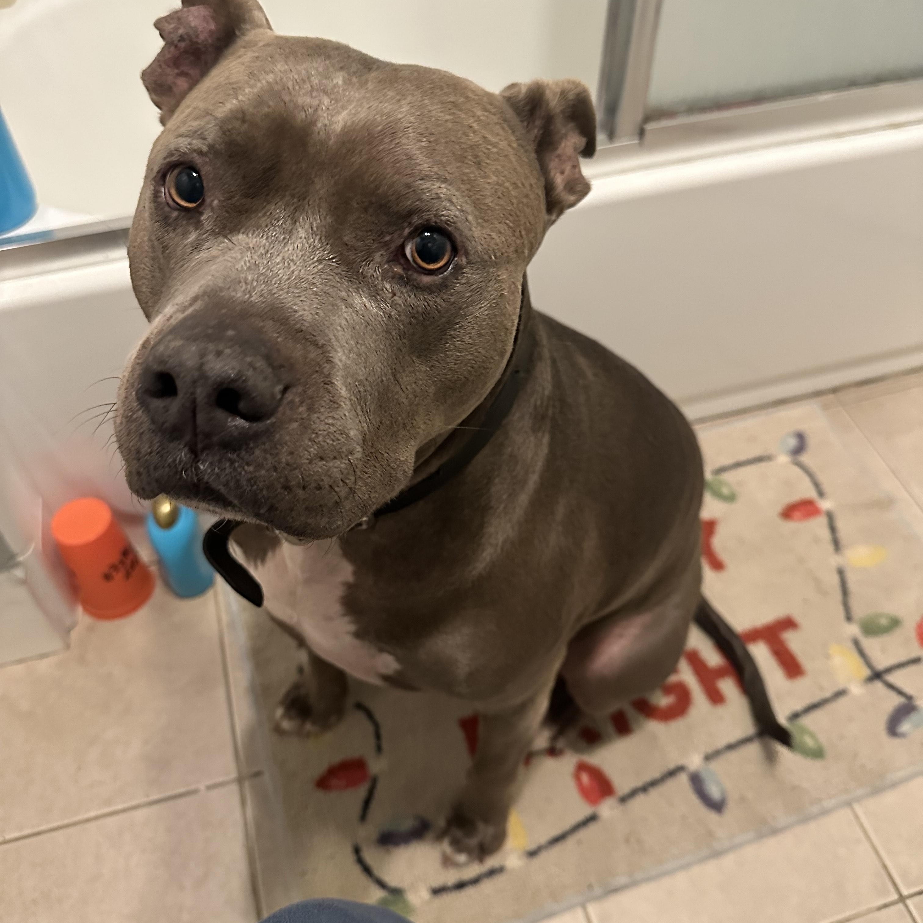 Enlarge Zeus, a Adoptable Pit Bull Terrier in Santa Cruz, CA image 1/5