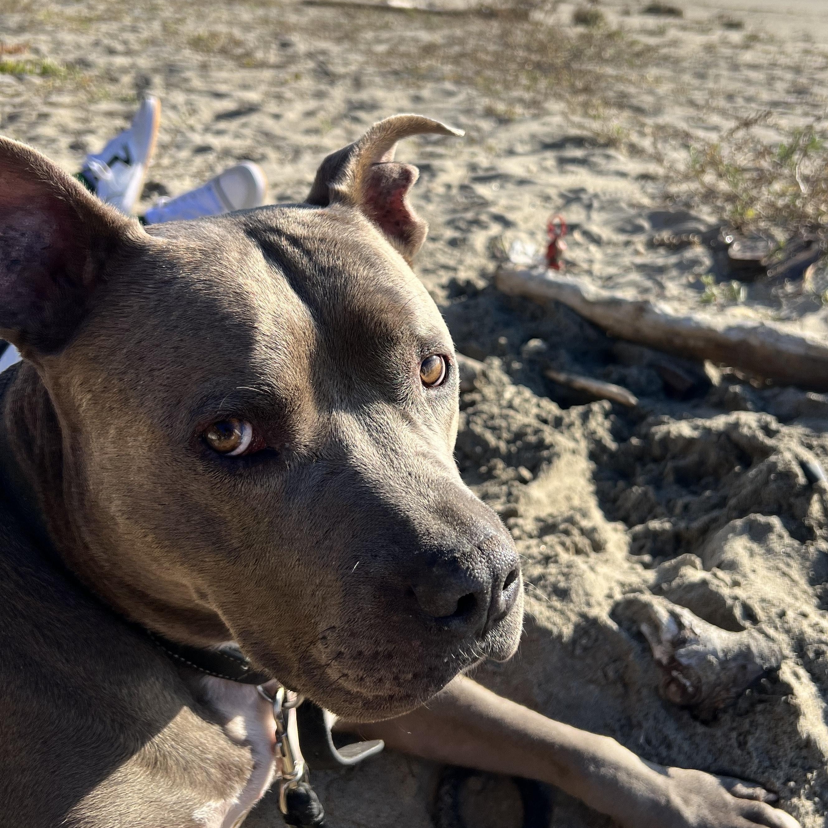 Enlarge Zeus, a Adoptable Pit Bull Terrier in Santa Cruz, CA image 4/5