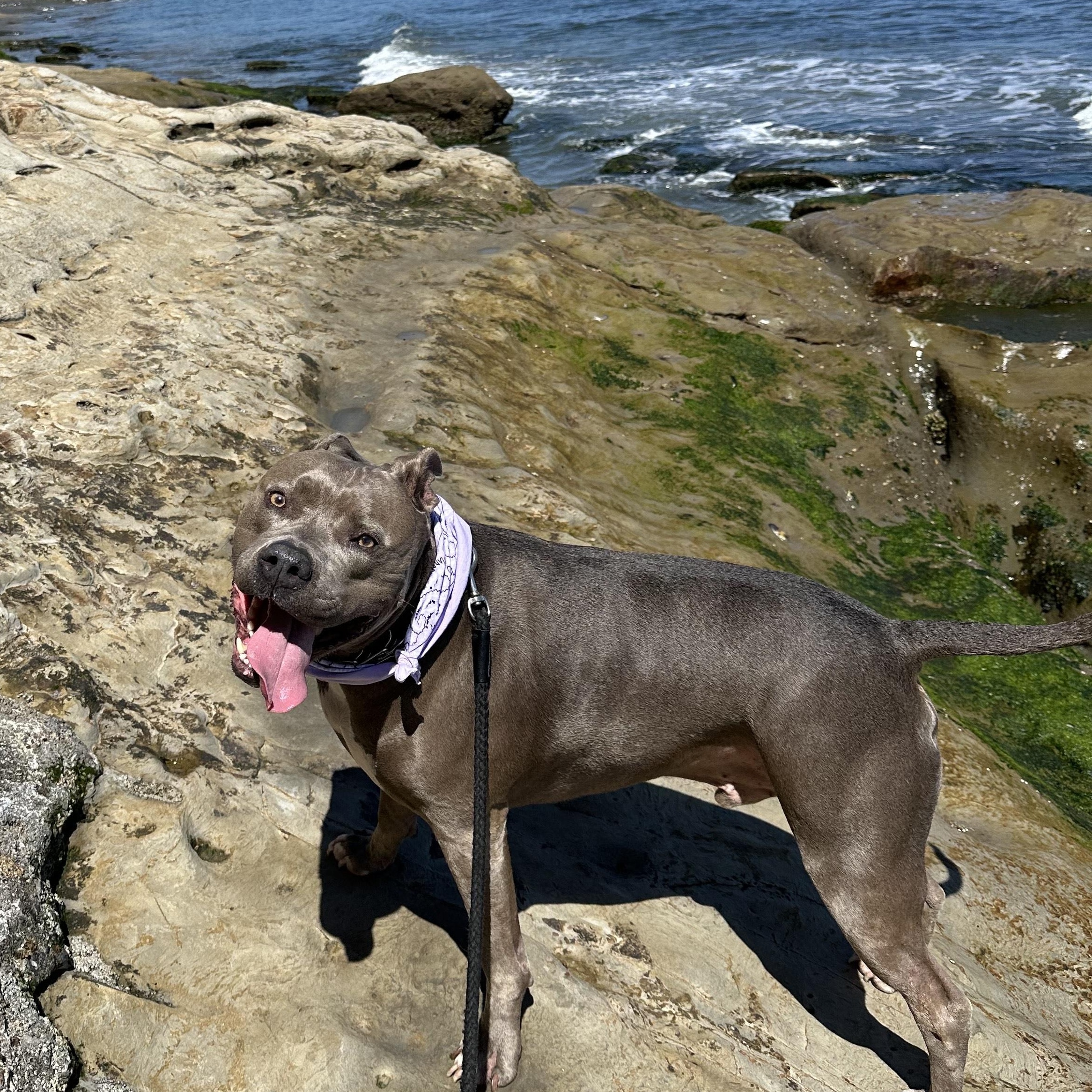 Enlarge Zeus, a Adoptable Pit Bull Terrier in Santa Cruz, CA image 5/5