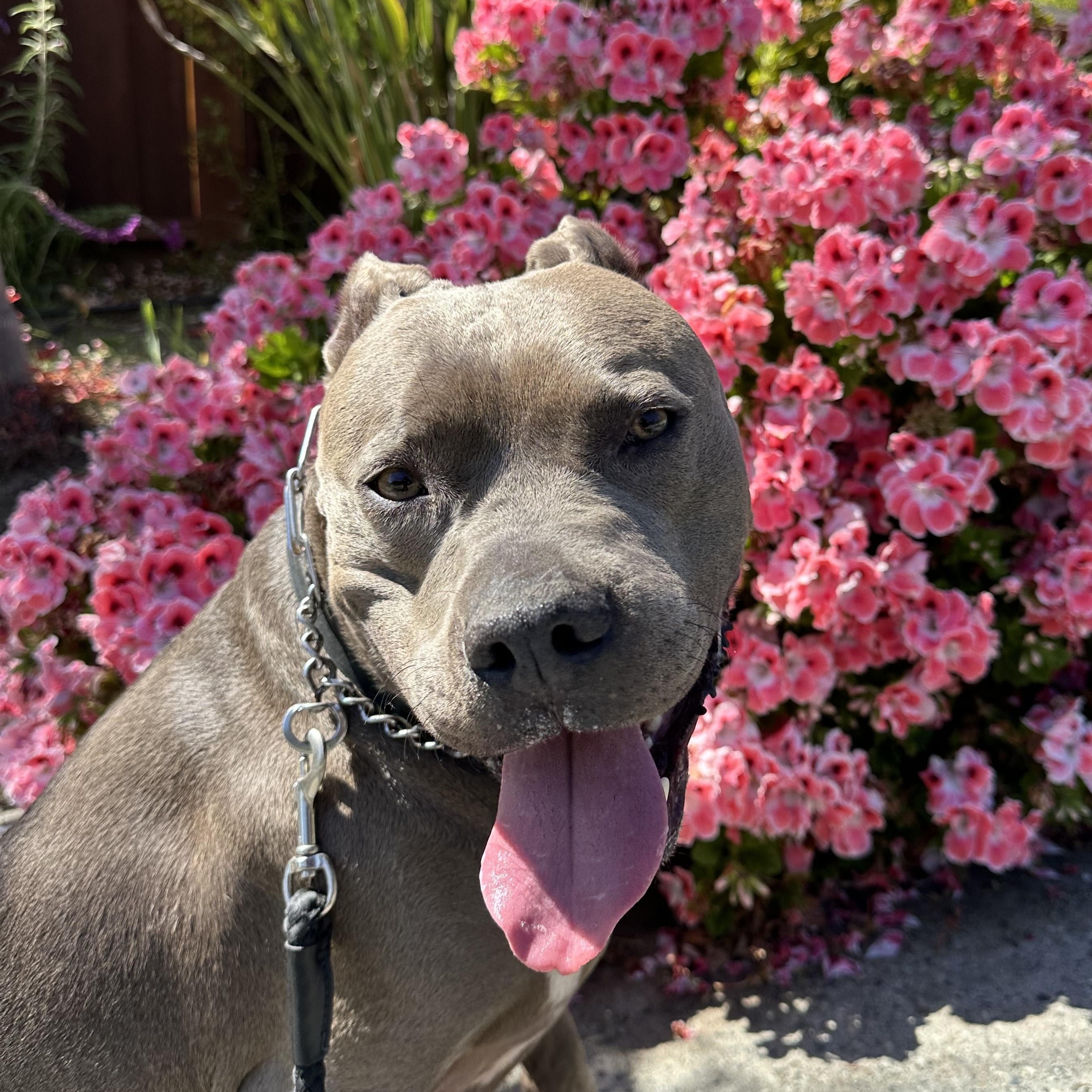 Enlarge Zeus, a Adoptable Pit Bull Terrier in Santa Cruz, CA image 2/5