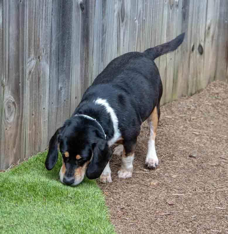 Enlarge Monroe, a Adoptable mixed breed in Kennesaw, GA image 3/6