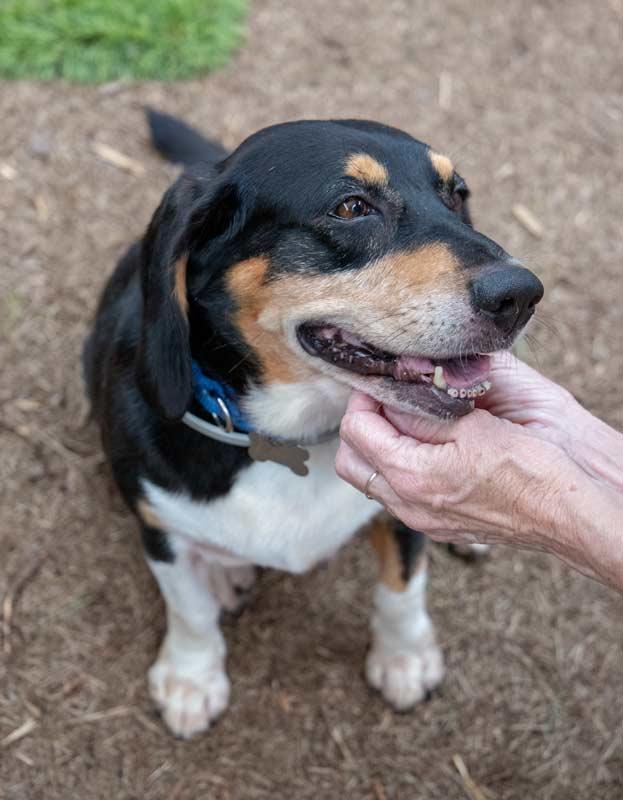 Monroe, Adoptable, Senior Male Beagle & Basset Hound.