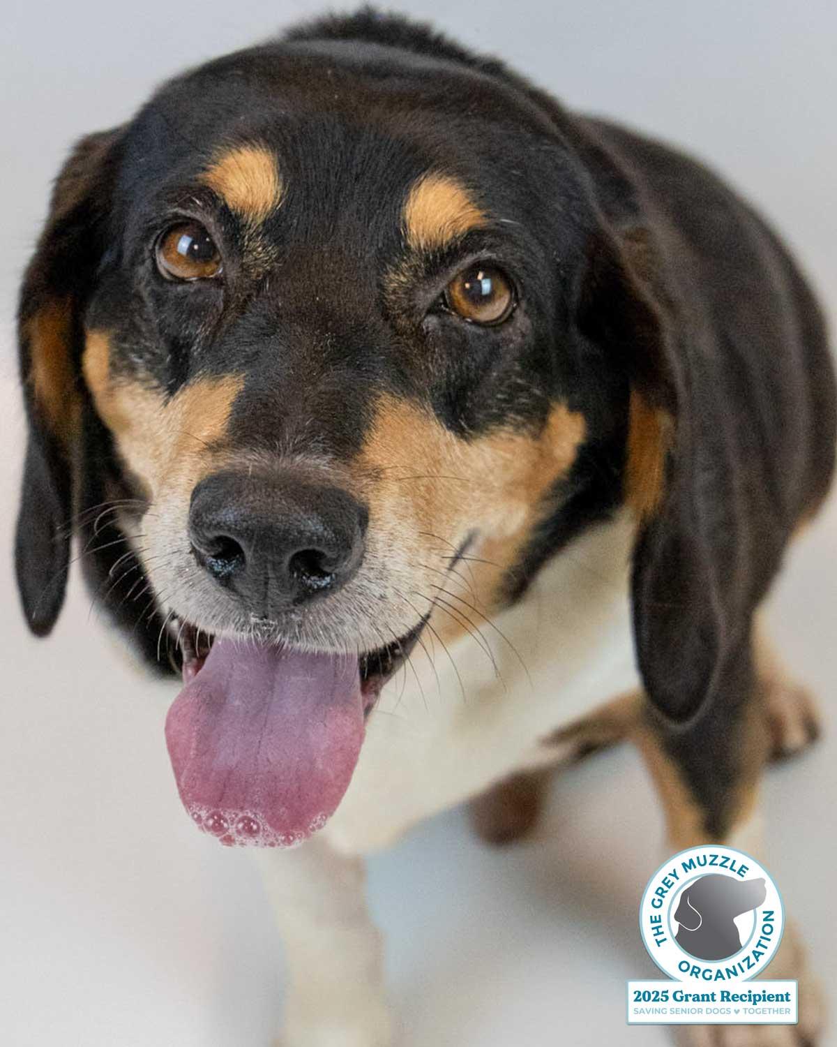 Enlarge Monroe, a Adoptable mixed breed in Kennesaw, GA image 1/6