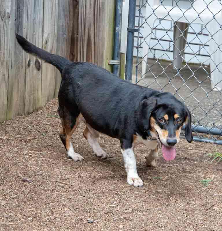 Enlarge Monroe, a Adoptable mixed breed in Kennesaw, GA image 4/6