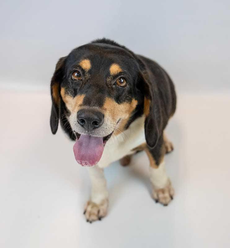 Enlarge Monroe, a Adoptable mixed breed in Kennesaw, GA image 5/6