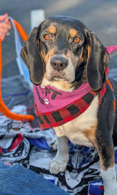 Monroe, a Adoptable mixed breed in Kennesaw, GA image 5/6