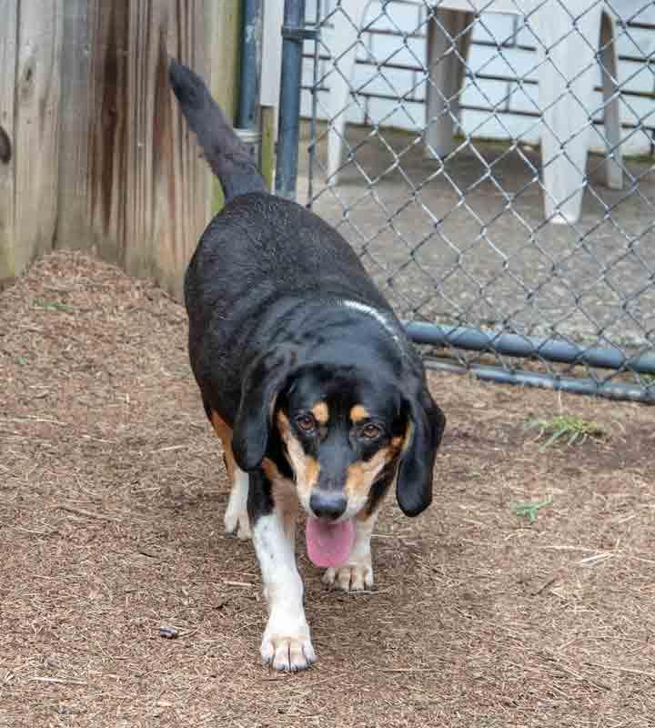 Enlarge Monroe, a Adoptable mixed breed in Kennesaw, GA image 6/6