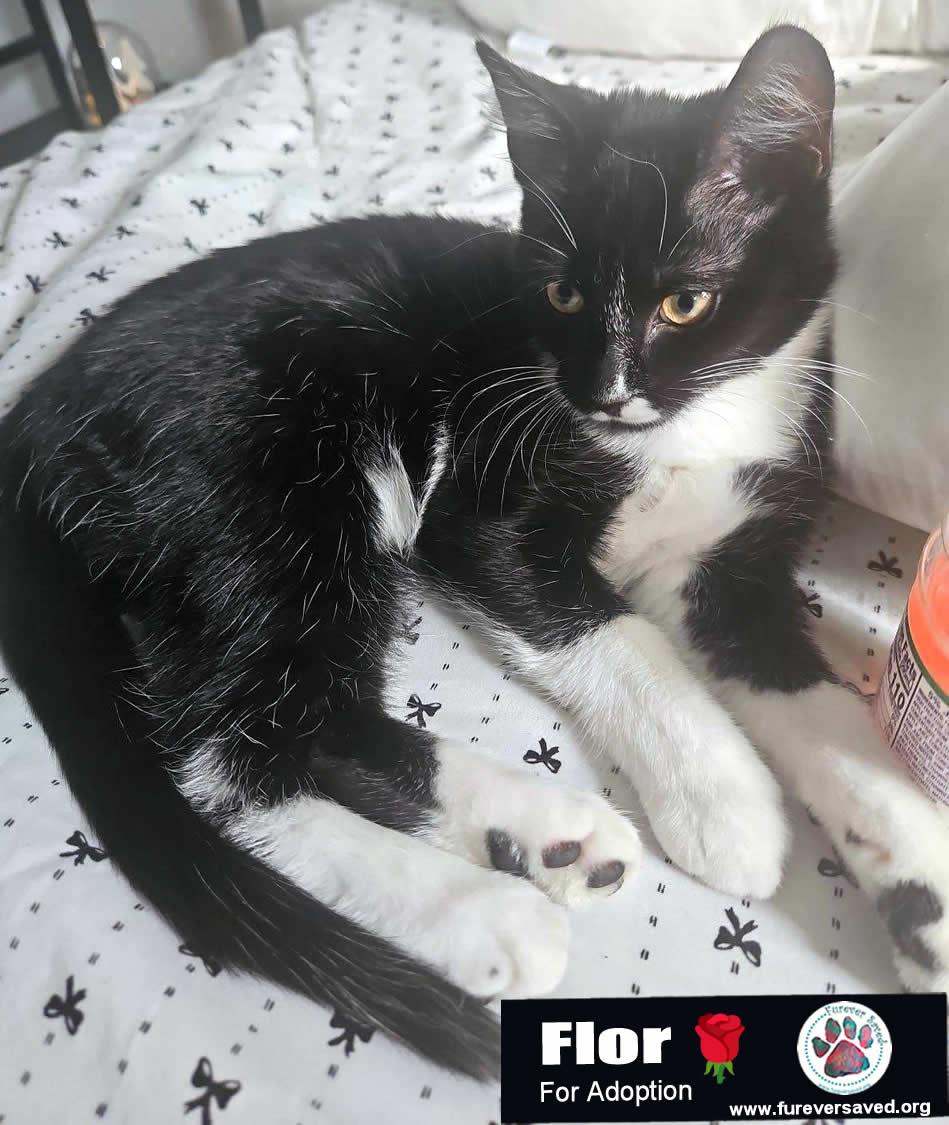 Enlarge Flor, a Adoptable Domestic Short Hair in Miami, FL image 2/3